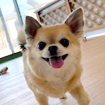 ペットホテルで競争をする犬ちゃん。