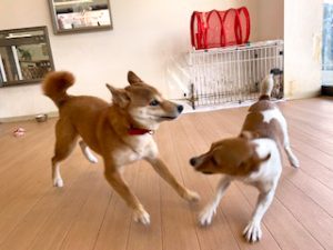 お友達とじゃれあう犬ちゃん。