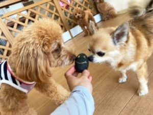 おもちゃに興味津々な犬ちゃん達。