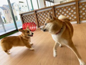 お友達とじゃれあう犬ちゃん。