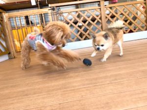 おもちゃで遊んでいる犬ちゃん。