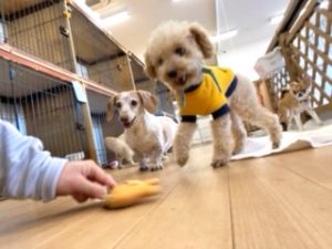 おもちゃで遊ぶ犬ちゃん。