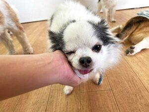 スタッフさんに撫でられる犬ちゃん。