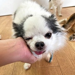 スタッフさんに撫でられる犬ちゃん。