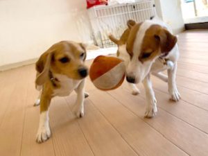 ボール運びをして遊ぶ犬ちゃんん。