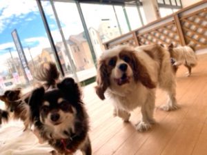 ペットホテルでお散歩中の犬ちゃん。