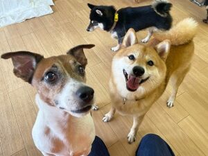 ペットホテルで新しいお友達が出来た犬ちゃん。