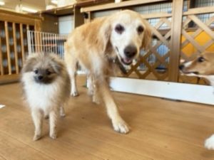 ペットホテルでのんびりお散歩中の犬ちゃん。