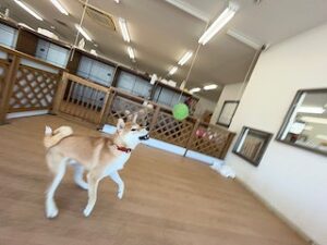 ボールを追いかける犬ちゃん。