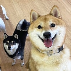 順番に挨拶をしてくる犬ちゃん