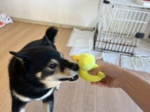 おもちゃに興味津々な犬ちゃん。