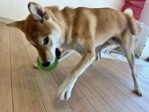 ボールで遊ぶ犬ちゃん。