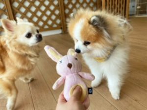 おもちゃが気になる犬ちゃん。