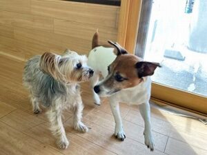 日光浴をしている犬ちゃん。