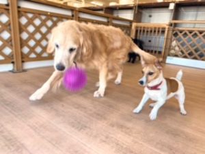 ボールで遊ぶ犬ちゃん。