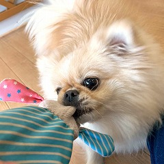 おもちゃで遊んでいる犬ちゃん。