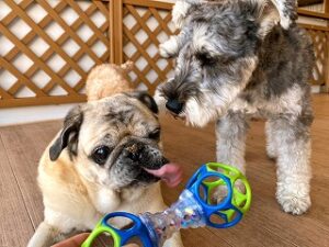 おもちゃに興味津々な犬ちゃん。