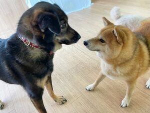 お互いに興味津々な犬ちゃん。