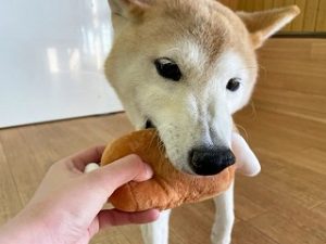 おもちゃで遊んでいる犬ちゃん。