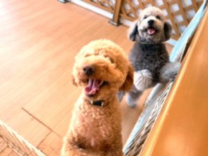 ペットホテルで新しいお友達が出来た犬ちゃん。