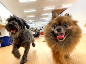 ペットホテルを探検中の犬ちゃん。