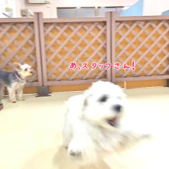 スタッフさんだー