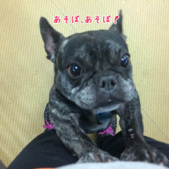 あそぼあそぼ！