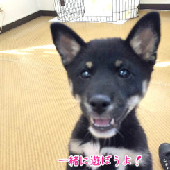 あそぼうよう！