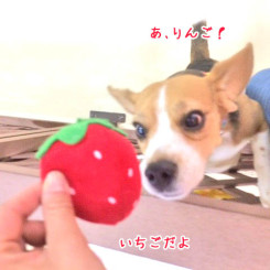 いちごだよ