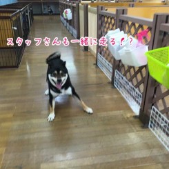 いっしょにどう？