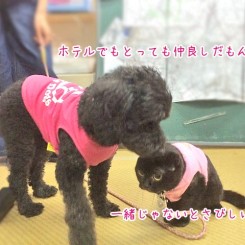 いつも一緒の犬ちゃん猫ちゃん