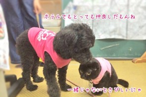 いつも一緒の犬ちゃん猫ちゃん