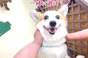 ニコニコ犬ちゃん