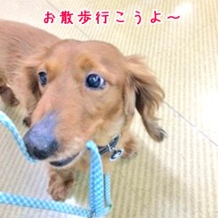 おさんぽいこうよ