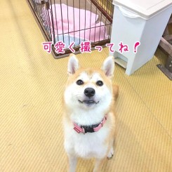 おすまし顔の柴犬