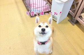 おすまし顔の柴犬