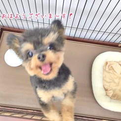 おはようワンちゃん