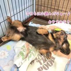 おやすみなさい～