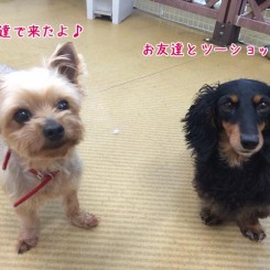 お友達が出来ました