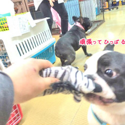 がんばってひっぱる！