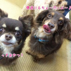 こっちにもおやつ頂戴！