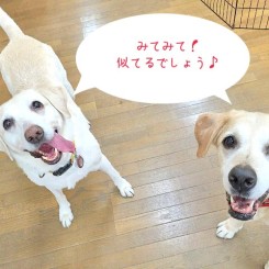 そっくりでしょう♪