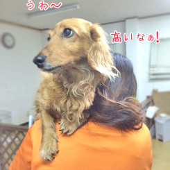 たかいたか～い