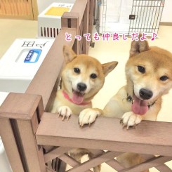 とっても仲良しだよ