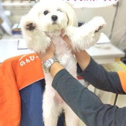 ばんざいみたいでしょう