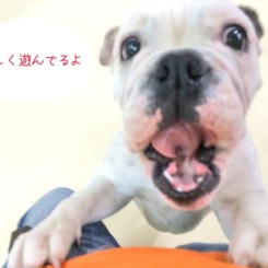 みんなたのしくあそんでいるよ