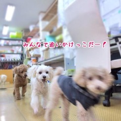 みんなで追いかけっこだ