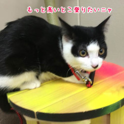 もっとたかいのないの？