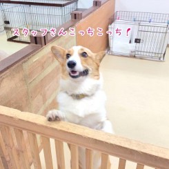 スタッフを呼ぶワンちゃん
