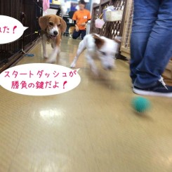 スタートダッシュ